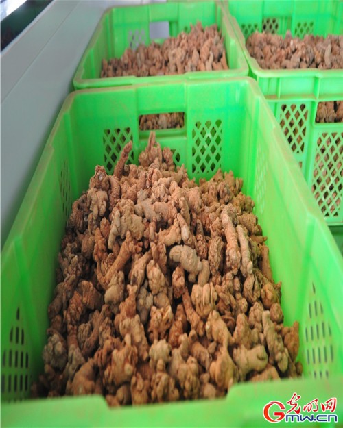 探秘一顆神奇的植物—云三七