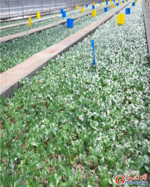 探秘一顆神奇的植物—云三七