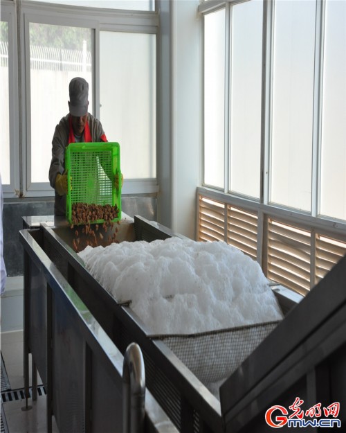 探秘一顆神奇的植物—云三七